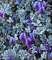 Astragalus purshii flowers & leaves. close