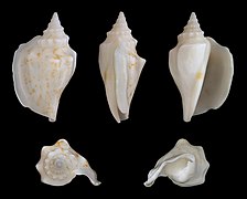 Dolomena variabilis (Variable Conch), Shell