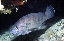 Epinephelus caninus.jpg