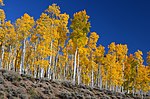 Vorschaubild für Pando (Baum)