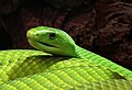 20 Mamba Dendroaspis angusticeps uploaded by Holleday, nominated by Citron