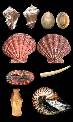 Mollusca