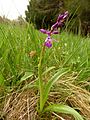 Orchis mascula Germany - Moosalbtal (bei Völkersbach)