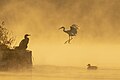 Großer Kormoran, Seidenreiher und Gadwell-Ente im Taudaha-See, in der Nähe von Katmandu, Nepal.