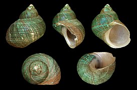 Turbo imperialis (Giant Green Turbo), Shell