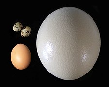 Smallest to largest: quail, chicken, and ostrich eggs