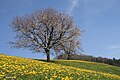 Taraxacum oberhalb von Weiler