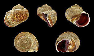 Amphibola crenata (New Zealand Titiko), Shell