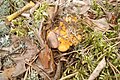 Cantharellus cibarius