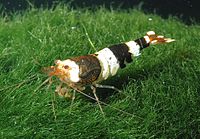 Caridina cf. cantonensis