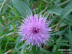 Centaurée jacée - Centaurea jacea