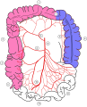 Colonic blood supply Hussam