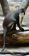 A Diana monkey