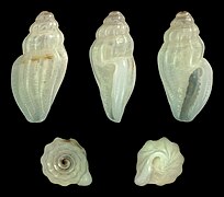 Eucithara capillata, shell