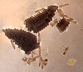 Culex eggs