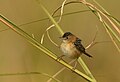 黃頭扇尾鶯 (Cisticola exilis tytleri) 瑪納斯國家公園, 阿薩姆邦, 印度