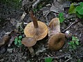 Lactarius subumbonatus