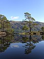 Image 16Eilean Ruairidh Mòr is a forested island in Loch Maree, Wester Ross. Its name was formerly anglicised as "Ellan-Rorymore". The islands in Loch Maree are among the least disturbed in Britain and are managed as a National Nature Reserve.