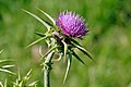 Image 24Thistle is the common name of a group of flowering plants characterised by leaves with sharp prickles on the margins, mostly in the family Asteraceae. In the language of flowers, the thistle (like the burr) is an ancient Celtic symbol of nobility of character as well as of birth, for the wounding or provocation of a thistle yields punishment. Photo Credit: Wojsy