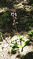 Orchis mascula Germany - Kaiserstuhl