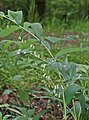 Polygonatum multiflorum