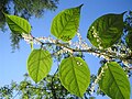 Křídlatka japonská (Reynoutria japonica)