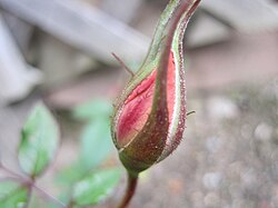 An autumn rosebud in a backyard in Rhode Island, USA