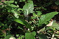 Tacca chantrieri