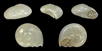 Teinostoma priscum, shell