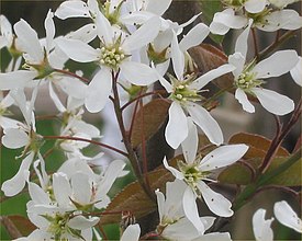 Rusotuomipihlaja (Amelanchier lamarckii)