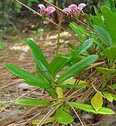 Chimaphila menziesii