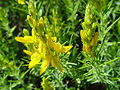 Genista hirsuta