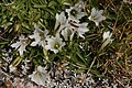 Sierra arctic gentians (Gentiana newberryi var. tiogana), Golden Lake