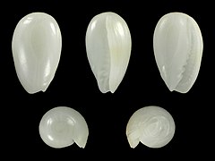 Gibberula cherubini, shell