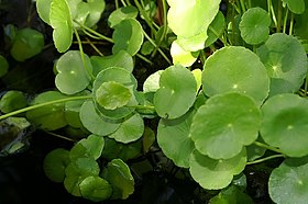 Hydrocotyle bonariensis