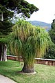 Beaucarnea recurvata in de botanische tuin van Menton