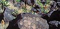 Petróglifos dos indíxenas americanos no Petroglyph National Monument, Novo México, (EUA)