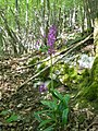 Orchis mascula Belgium - Roche-aux-faucons