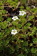 Saxifraga canaliculata