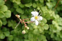 Saxifraga cuneifolia