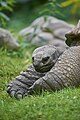 * Nomination: Aldabrachelys gigantea in Zoo Krefeld --A. Öztas 20:09, 8 September 2024 (UTC) * * Review needed