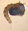 Pupa of Anopheles or Culex