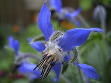 De bernagiebloem met harige kelkbaadjes