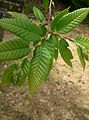 Castanea crenata foliage