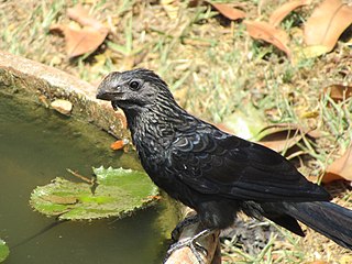 In Colombia