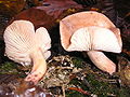 Lactarius decipiens