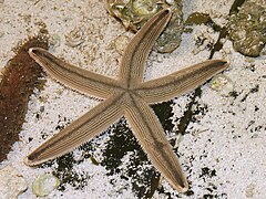 Luidia clathrata (Lined sea star)