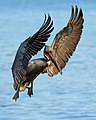 * Nomination Brown pelican (Pelecanus occidentalis), landing --Frank Schulenburg 02:55, 2 February 2016 (UTC) * Promotion  Support A very special wow-shot. --Johann Jaritz 03:10, 2 February 2016 (UTC)