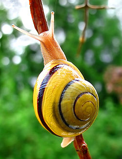 White-lipped snail