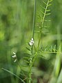 Vicia hirsuta